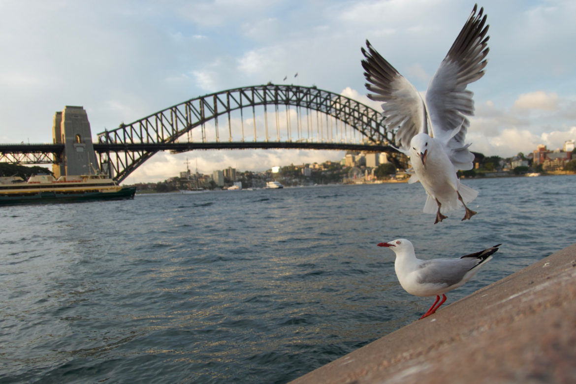 OUT AND ABOUT IN SYDNEY