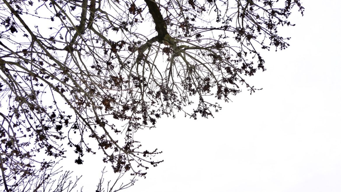 A Few Minutes in the Snow